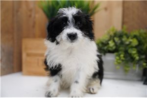 Gianna - Poma-Poo - Pomapoo for sale
