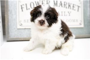Gracie - Poma-Poo - Pomapoo for sale