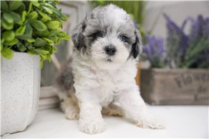 Talbot - Poma-Poo - Pomapoo for sale