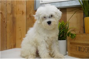 Tadeo - Poma-Poo - Pomapoo for sale