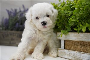 Tadeo - Poma-Poo - Pomapoo for sale