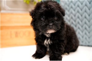 Gideon - Poma-Poo - Pomapoo for sale