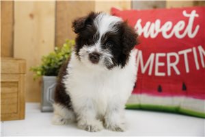 Gracie - Poma-Poo - Pomapoo for sale