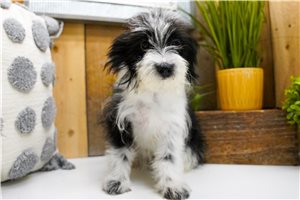 Gianna - Poma-Poo - Pomapoo for sale