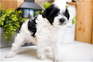 Tango - Poma-Poo - Pomapoo for sale