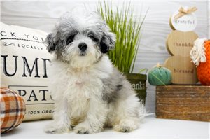 Talbot - Poma-Poo - Pomapoo for sale