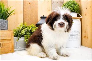 Gracie - puppy for sale