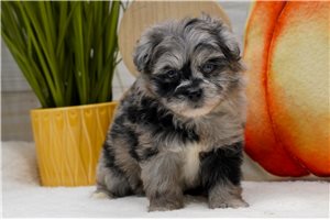 Scarlett - puppy for sale