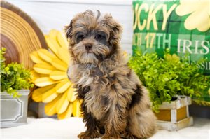 Dervish - Poma-Poo - Pomapoo for sale