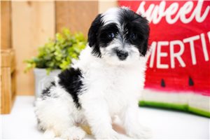 Gypsy - Poma-Poo - Pomapoo for sale