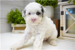 Tabitha - Poma-Poo - Pomapoo for sale