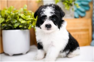 Gianna - Poma-Poo - Pomapoo for sale