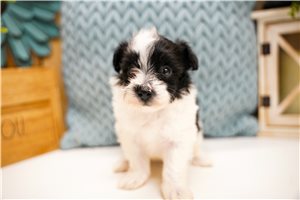 Gypsy - Poma-Poo - Pomapoo for sale