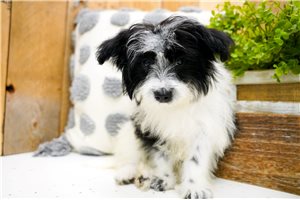 Gianna - Poma-Poo - Pomapoo for sale