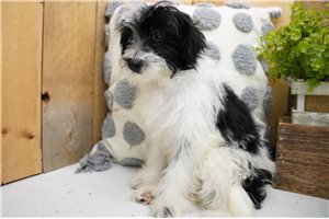 Gypsy - Poma-Poo - Pomapoo for sale
