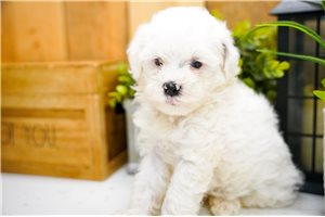Tadeo - Poma-Poo - Pomapoo for sale