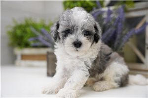 Talbot - Poma-Poo - Pomapoo for sale