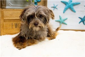 Dervish - Poma-Poo - Pomapoo for sale