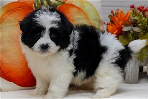 Stella - puppy for sale