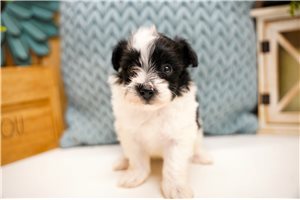 Gypsy - Poma-Poo - Pomapoo for sale