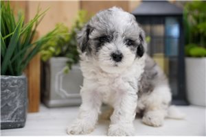 Talbot - Poma-Poo - Pomapoo for sale