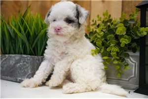 Tabitha - Poma-Poo - Pomapoo for sale