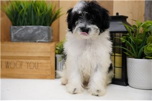 Gypsy - Poma-Poo - Pomapoo for sale