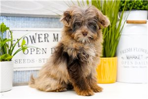 Dervish - Poma-Poo - Pomapoo for sale