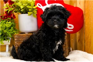 Dexter - Poma-Poo - Pomapoo for sale