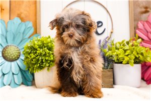 Dervish - Poma-Poo - Pomapoo for sale