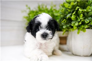Tango - Poma-Poo - Pomapoo for sale