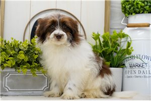 Sutton - Poma-Poo - Pomapoo for sale
