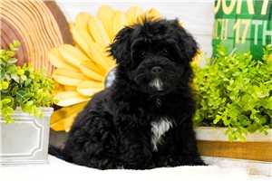 Dexter - Poma-Poo - Pomapoo for sale