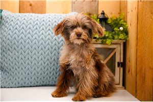 Dervish - Poma-Poo - Pomapoo for sale