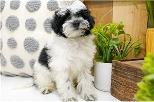 Tango - Poma-Poo - Pomapoo for sale