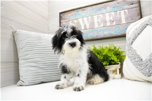Gianna - puppy for sale