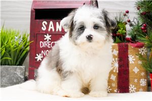 Sadie - Poma-Poo - Pomapoo for sale