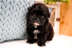 Gideon - Poma-Poo - Pomapoo for sale