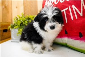 Gianna - Poma-Poo - Pomapoo for sale