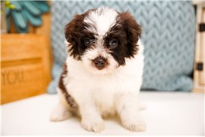 Gracie - Poma-Poo - Pomapoo for sale