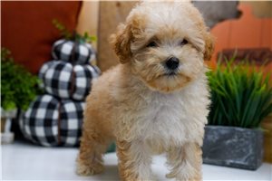 Diane - Miniature Poodle for sale