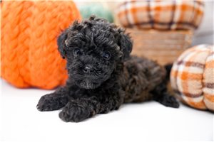 Brooke - Poodle, Miniature for sale