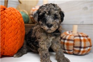 Brent - Miniature Poodle for sale