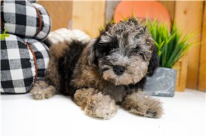 Brent - Miniature Poodle for sale
