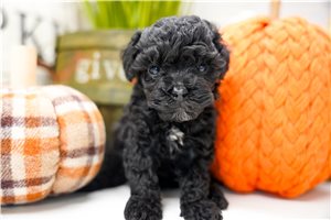 Beau - Miniature Poodle for sale