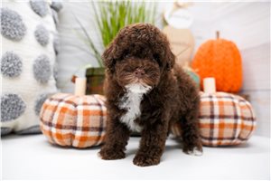 Duke - Miniature Poodle for sale
