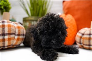 Brooke - Miniature Poodle for sale
