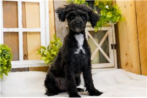 Santiago - Poodle, Miniature for sale