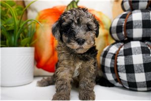 Brent - Miniature Poodle for sale