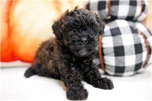 Brooke - puppy for sale